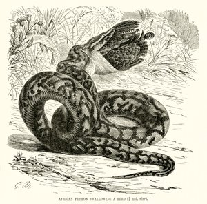 Python africain avalant un oiseau - English School